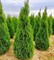 Туя западная Смарагд 70-80см 1877