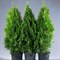 Туя западная Смарагд 120-140см 1878