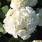 Гортензия древовидная Вайт Болл 60см 1891 - фото 5502