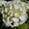 Гортензия древовидная Вайт Болл 60см 1891 - фото 5504
