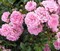 Роза почвопокровная Фэйри 30см - фото 5545