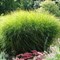 Мискантус китайский Грацилимус 40см 1903