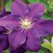 Клематис Восток 1920 - фото 5640 Клематис Восток 1920 - фото 5640