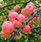 Яблоня Коричное Полосатое семенной подвой - фото 5654