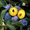 Слива Яичная Синяя 1940 - фото 5704 Слива Яичная Синяя 1940 - фото 5704