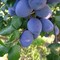 Слива Яичная Синяя 1940 - фото 5705 Слива Яичная Синяя 1940 - фото 5705
