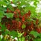 Смородина красная Натали 1983