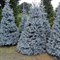 Ель колючая голубая Блю Даймонд 100-110см 1994