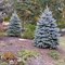 Ель колючая голубая Блю Даймонд 100-110см 1994