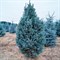 Ель колючая голубая Изели Фастигиата 30-40см 2000 - фото 5925