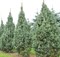 Ель колючая голубая Изели Фастигиата 30-40см 2000 - фото 5926