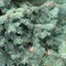 Пихта субальпийская горная Компакта 30-50см 2005