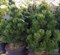 Сосна белокорая/гельдрейха Малинки 30-40см 2009