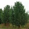 Сосна Кедровая Европейская 40см 2010 - фото 5977