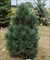 Сосна Кедровая Европейская 40см 2010 - фото 5978