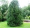 Сосна Балканская/румелийская 30-40см 2012