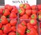Клубника Соната 2017