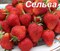 Клубника Сельва 2018 - фото 6008 Клубника Сельва 2018 - фото 6008