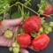 Клубника Сальса 2022