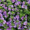 Бакопа Scopia Gulliver Violet в горшке 2075 - фото 6267 Бакопа Scopia Gulliver Violet в горшке 2075 - фото 6267