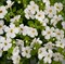 Бакопа Scopia Gulliver Dynamic White в горшке 2079 - фото 6273