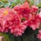 Бегония гибридная Funky Pink (ампельная) в горшке 2080