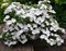 Гортензия ампельная Сбежавшая Невеста (Белоснежка). 2095