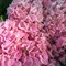 Гортензия крупнолистная Пинк Сенсейшн 2098