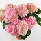 Гортензия крупнолистная Пинк Сенсейшн 2098