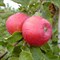 Яблоня Вишневое 2105