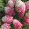 Гортензия метельчатая Тач оф Пинк "Розовое Прикосновение" - фото 6519