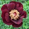 Пион Шоколадный Солдатик гибрид махровый 2145