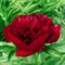 Пион Сингл Ред махровый 2147
