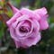 Роза чайно-гибридная Шарль де Голль - фото 6660