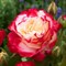 Роза чайно-гибридная Дабл Делайт 2182