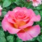 Роза чайно-гибридная Мондиаль - фото 6681