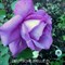 Роза флорибунда Дойче Велле - фото 6694