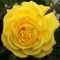 Роза флорибунда Фрезия - фото 6698