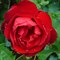 Роза флорибунда Лили Марлен - фото 6707