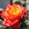 Роза флорибунда Самба - фото 6714