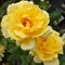 Роза плетистая Голден Шауэрс - фото 6721