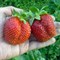 Клубника Гигантелла (Максим) горшок 1,5л 2208