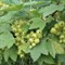 Смородина зеленая Снежная Королева 2220
