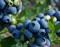 Голубика садовая Патриот 2276 - фото 6959