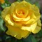 Роза чайно-гибридная Керио - фото 6993