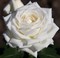 Роза чайно-гибридная Боинг - фото 6999