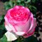 Роза чайно-гибридная Белла Вита - фото 7021