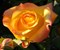 Роза чайно-гибридная Золотая Осень - фото 7023