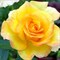 Роза чайно-гибридная Голден Медальон - фото 7024