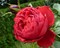 Роза чайно-гибридная Травиата - фото 7048